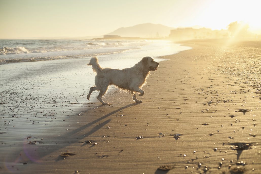 Urlaub mit Hund auf Mallorca