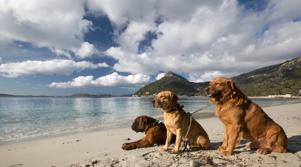 Urlaub mit Hund auf Mallorca