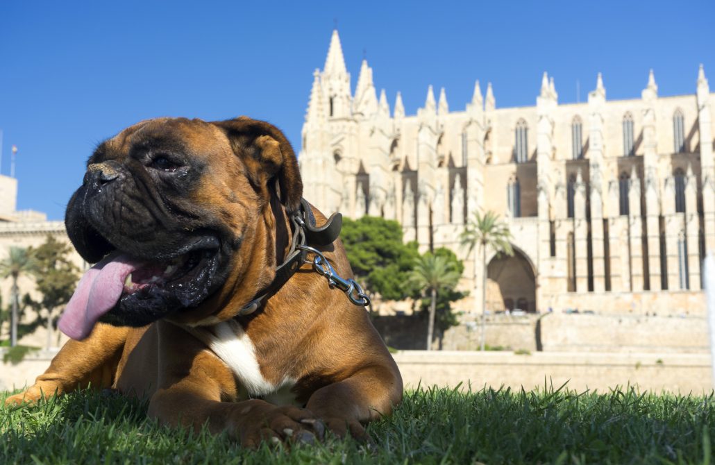 Urlaub mit Hund auf Mallorca