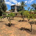 Finca Portico (f006) in Portol Foto 68