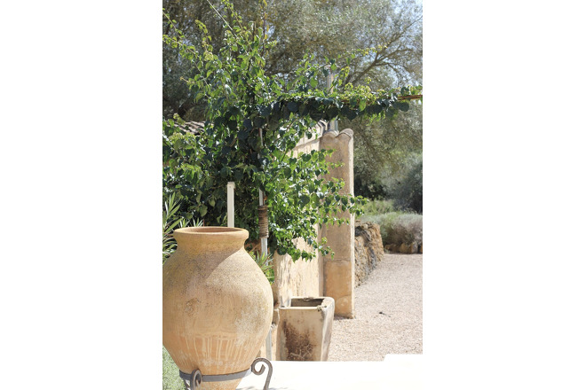Finca  (f051) in Vilafranca Foto 41