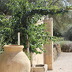 Finca  (f051) in Vilafranca Foto 41