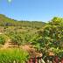 Finca Ca'n Estimat (f122) in S'Horta Foto 48