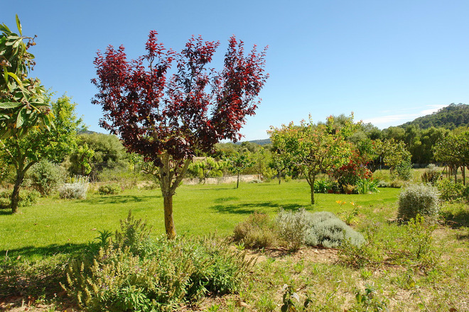 Finca Binifarda (f136) in Felanitx Foto 7