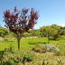 Finca Binifarda (f136) in Felanitx Foto 7