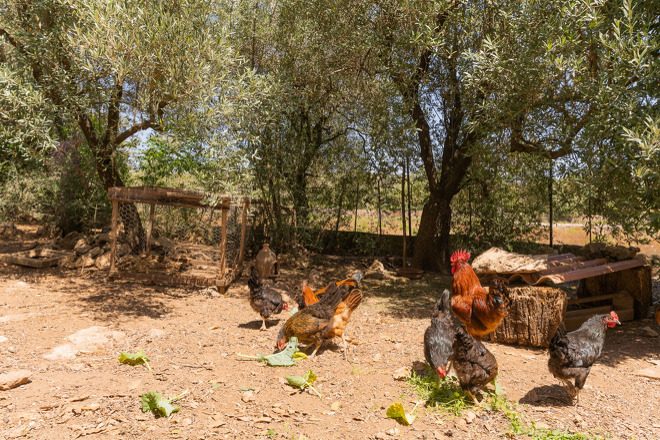 Finca Marineta (f149) in San Lorenzo Foto 46