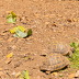Finca Marineta (f149) in San Lorenzo Foto 45