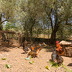 Finca Marineta (f149) in San Lorenzo Foto 46