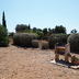 Finca Rosales (f155) in Porto Cristo Foto 27