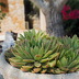 Finca Anita (f348) in Es Llombards Foto 34
