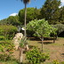 Finca Pereda (f358) in Porto Colom Foto 17