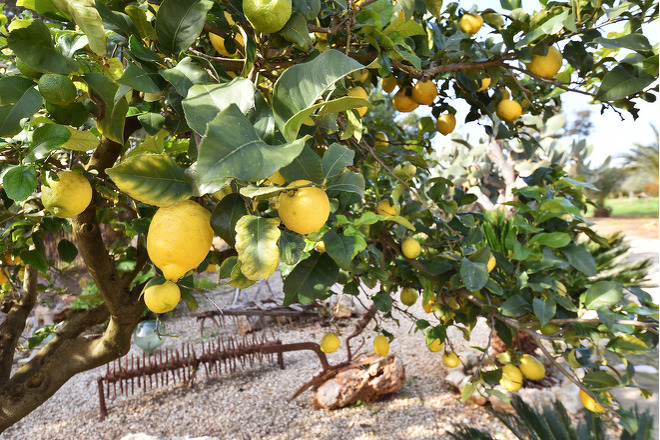 Finca Barranca (f364) in Campos Foto 22