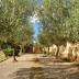 Finca El Olivar (f466) in Cala Llombards Foto 8