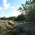 Finca El Olivar (f466) in Cala Llombards Foto 42