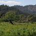 Finca Sureda (f534) in Pollensa Foto 35