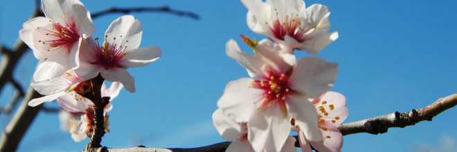 Mandelblüte auf Mallorca