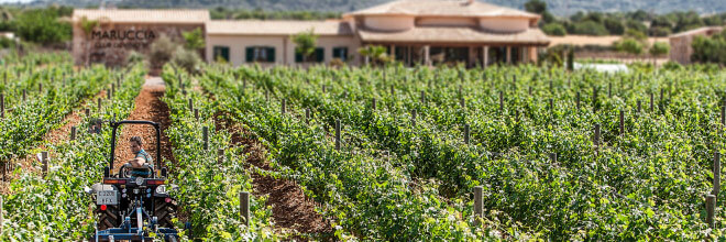 Marucia Club de vino 953 Marucia Club de vino 953
