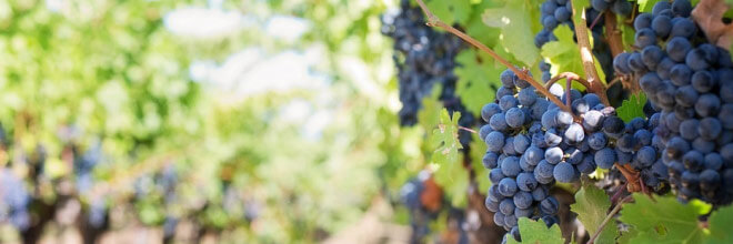 Weinrebe Weinrebe
